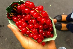 Paris - Currants - What's Haute in the World