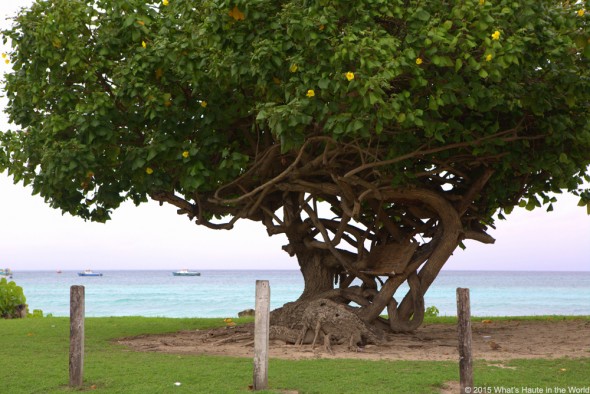 Barbados - What's Haute in the World